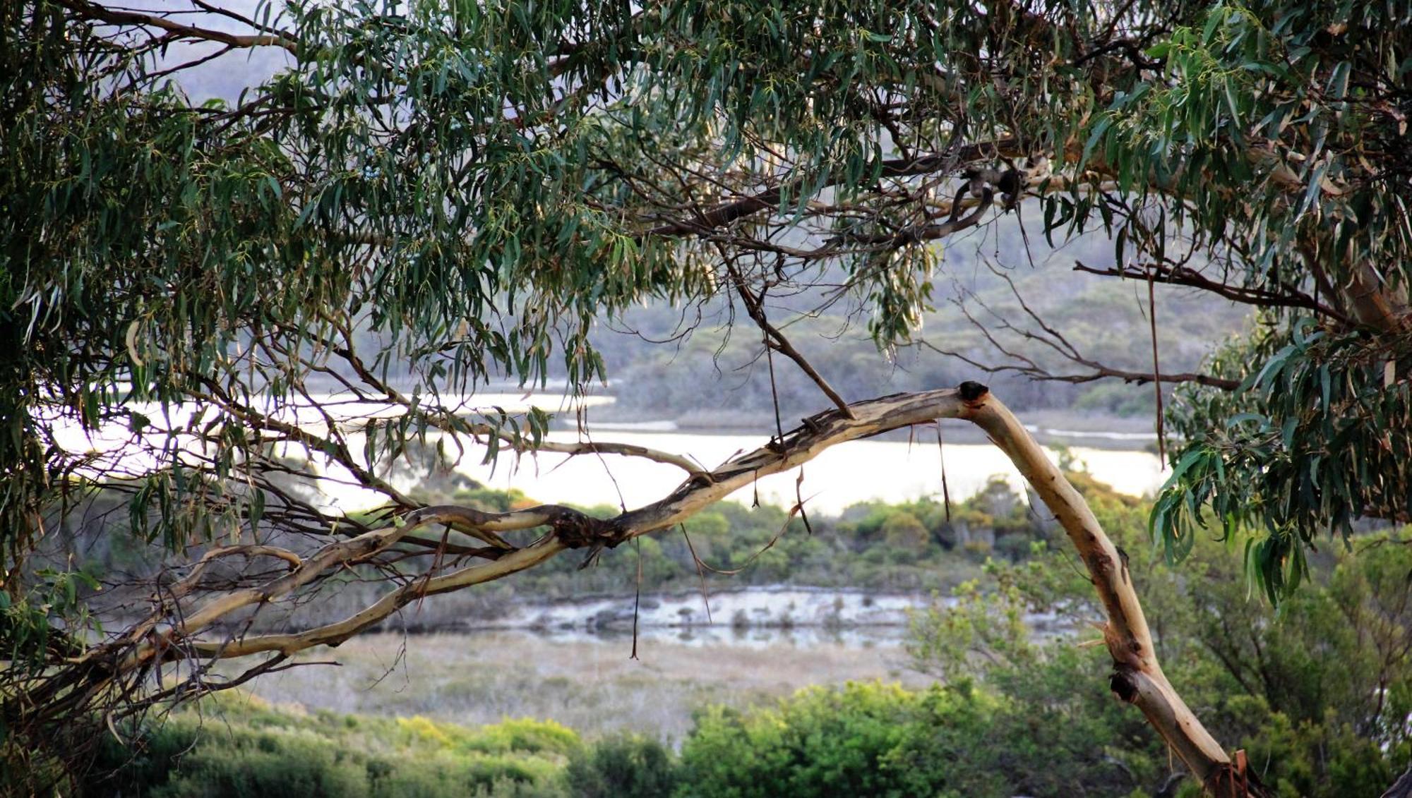 Kingfisher Cottage Beachfront At The Binalong Bay 外观 照片